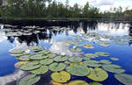 Seerosen auf dem See Ödevatten in Småland in Schweden. Schweden wird nicht umsonst als das Kanu Land Nummer 1 in Europa bezeichnet. Es gibt hier eine sehr gute Infrastruktur was dieses Hobby angeht. Da sich auch die Schweden selber gerne in der Natur aufhalten, nicht nur zum Kanu fahren, gibt es fast überall einen Kanuverleih oder einen Anbieter welcher einem vor Ort behilflich sein kann wenn man eine Kanu Tour planen möchte

Aufnahme: 18. Juli 2017.