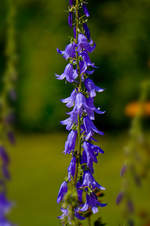 Glockenblumen (Campanulaceae) im Garten am Kindheitshaus von Astrid Lindgren.