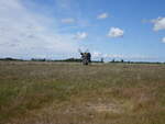 Wiesen und alte Windmühle bei Seby auf der Insel Öland (13.06.2016)