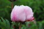 Rose in Beatenberg,  nach einer Regennacht  ( CH )