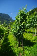 Weinberg bei Niederurnen, Kanton Glarus (03.07.2011)