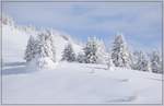 Bei der Alp Raguta. Februar 2019.