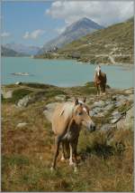 Der wilde Osten - so ein sponntaner Gedanke bei der Begegenung der zwei Pferde beim Lago Bianco.