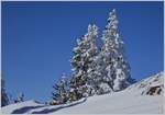 Schnee und Minusgrade schmücken die Tannenbäume und heben ihre Schönheit hervor.