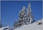 Schnee und Minusgrade schmücken die Tannenbäume und heben ihre Schönheit hervor.
(24.02.2018)