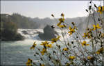 Blumen vor Wasserfall -    Der Rheinfall bei Schaffhausen.