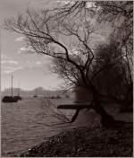 Die kahlen Bume sorgen im Januar fr eine besondere Stimmung am Lago Maggiore.
(23.01.2012)