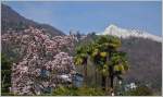 Frühling am Lago Maggiore
(18.03.2014)