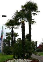 Palmen im Stadtpark Locarno am 06.04.2008