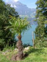 Ausblick auf den Urnersee von Sisikon, Kanton Uri (05.09.2010)