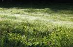 Am frhen Morgen im Hochmoor der Les Pliades. 
Viele kleine Wassertropfen zeugen noch vom 
lang erwartenden vierundzwanzigstndigem Regen.
(18.05.2007)