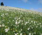 Die sehr bekannten Narzissenfelder auf den   Les Pliades sind nur kurz von Mai-Juni zu sehen.