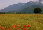 Ein Mohn-Rapsfeld im Rhonetal  (14.06.2010) 