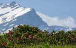 Sie blhen nur eine kurze Zeit: Alpenrosen
(01.07.2010) 