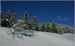 Winterwald auf den Les Pleiades.
