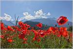 In den Waadtländer Alpen hat es immer noch Schnee, und im   Tal, hier in der Nähe von Bex, blühen die Mohnblumen.