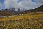 Herbst in der Weinregion Le Chablais, bei Aigle  (27.10.2020)