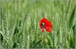 Vom Winde zerzaust steht dies Mohnblume allein im Weizenfeld.