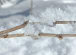 Als ob sie angewachsen wären: Eisblumen entstanden aus Schnee und Frost.
(Januar 2009)