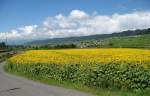 Ein Sonnenblumenfeld zwischen Gleisen und Autobahn.