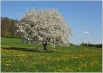 Frühling am Jurasüdfuss bei Apples
(14.04.2017)