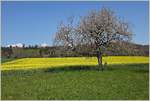 Rapsfeld und der Beginn der Apfelblüte zeigen eindrücklich das der Frühling nicht mehr aufzuhalten ist.
(20.04.2021)