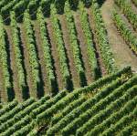 Weinrebenanordnungen im Lavaux.