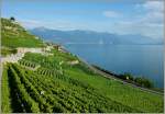 Abendstimmung in den Weinbergen des Lavaux.