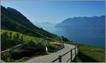 Langsam kommt die Morgensonne ber den Berg und verzaubert das Lavaux mit ihrem Licht.