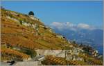 Herbstlich gestimmetes Lavaux mit Blick auf den verschneiten Rochers-de-Naye.