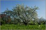 Ein Apfelbaum in voller Blte in Blonay.
(10.04.2011)
