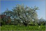 Ein Apfelbaum in voller Blte in Blonay.