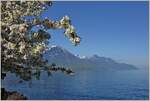 Frühlingstimmung am Genfersee. Kirschblüten umrahmen den Grammont (2172 M.ü.M)
(27.04.2022)