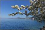 Die Kirschblüten am Genfersee verzaubern die Landschaft.