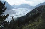 Aletschgletscher, aufgenommen aus dem Aletschwald im Sommer 1981