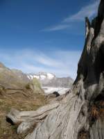 Der Aleschwald ist beliebt wegen seiner Urwchsigkeit und dem Gletscher.( Oktober 2007)