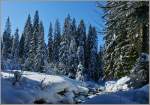 Winterwald im Wallis.
(15.02.2010)