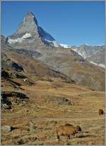 Unbersehbar das Matterhorn, etwas verborgen: Schafe im Vordergrund.