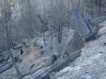Kahler Boden und Verkohlte Baumstämme hinterliess ein Waldbrand bei Arbaz am 18.04.2007