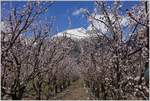 Reichlich Schnee hat es noch in den Bergen, aber im Tal-wie hier zwischen Martigny und Sion-erblühen bereits die Aprikosenbäume.