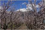 Reichlich Schnee hat es noch in den Bergen, aber im Tal-wie hier zwischen Martigny und Sion-erblühen bereits die Aprikosenbäume.
(04.04.2018)