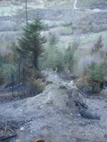 Auch dieser Baum hielt den Krften des Waldbrandes nicht stand.