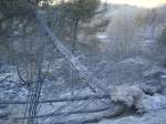 Ein weiterer Baum, denn es in der Hitze des Waldbrandes bei Arbaz umgehauen hat, bei Arbaz am 18.04.20007