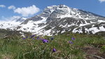 Bergwiese mit blühenden Sporn-Stiefmütterchen / Langsporn-Veilchen (Viola calcararta) auf der Passhöhe Simplonpass (2.005 m) vor schneebedeckten Bergen im Hintergrund; 10.06.2014  