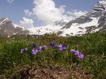 Schneebedeckte Gipfel im Hintergrund und blühende Sporn-Stiefmütterchen / Langsporn-Veilchen (Viola calcararta) im Vordergrund; Simplon-Passhöhe; 10.06.2014
