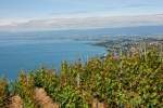 Weit geht der Blick von Grandvaux ber den Genfersee und die Seeufer von Lutry, Pully, Lausanne bis nach Morges und den Jura.