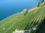 Blick über die Weinterrassen des Lavaux zum Genfer See  (Frühsommer 2006) 