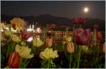 Tulpen blhen nicht nur in Amsterdam, sondern bei Vollmond auch in Vevey...1  17.