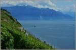 Das Dampfschiff fhrt langsam an den Weinbergen des Lavaux vorbei.
(15.06.2011)