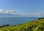 Nicht breit, aber ewig lang: Der Genfer See. Das Bild entstand bei Grandvaux am 26.08.2013.